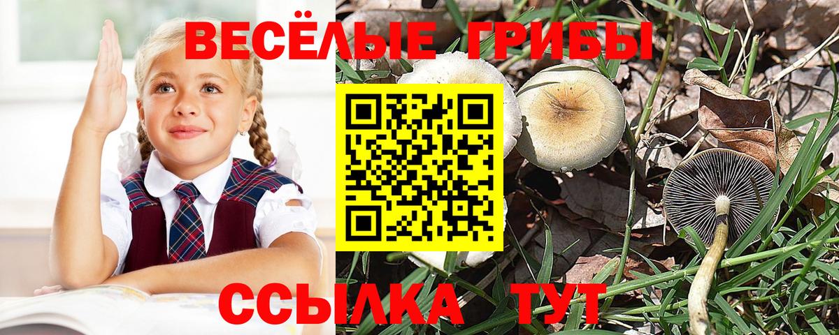 Гурьевск  Галлюциногенные грибы Psilocybe  Галлюциногенные грибы мухоморы  Вход с VPN 